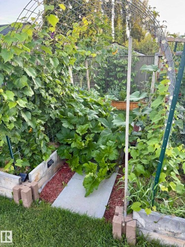 The property features a garden area with raised beds, a trellis archway, and mature green foliage - 17819 91A Street, Edmonton, AB - Outdoor
