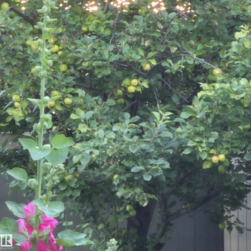 The property features mature trees with abundant green foliage and ripening fruit, complemented by vibrant pink flowering plants - 31 Everitt Drive, St. Albert, AB - 