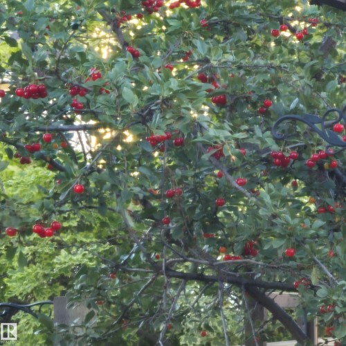 The property includes mature trees with abundant red fruit - 31 Everitt Drive, St. Albert, AB - 