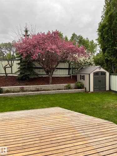 Expansive backyard featuring a well-maintained lawn, a wooden deck, a storage shed, and a vibrant blossoming tree - 322 Pearson Crescent, Edmonton, AB - Outdoor