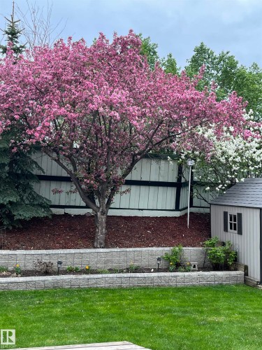 The property features a meticulously landscaped yard with a vibrant pink-blossomed tree, a well-maintained lawn, and a tiered retaining wall with integrated garden beds - 322 Pearson Crescent, Edmonton, AB - Outdoor