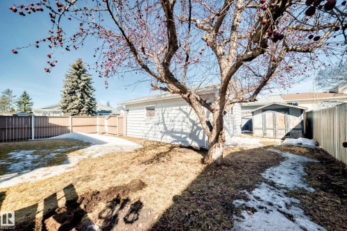 The property features a fenced yard with a detached structure and a mature tree - 287 Lago Lindo Crescent, Edmonton, AB - Outdoor