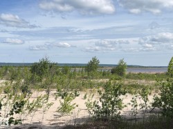 Expansive natural landscape featuring sandy terrain, varied green foliage, and distant water - 