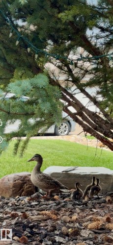 The property features mature trees with string lights, a landscaped area with pine cones and decorative rocks, and a well-maintained lawn - 1007 Goodwin Crest, Edmonton, AB - Outdoor With View