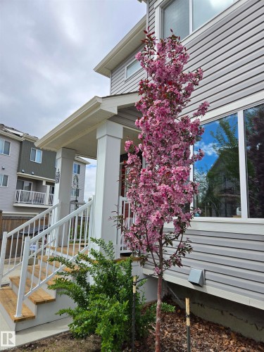 The property features a front entrance with wooden steps and white railings, complemented by a blooming pink tree and green shrubbery - 32 2121 Haddow Drive, Edmonton, AB - Outdoor