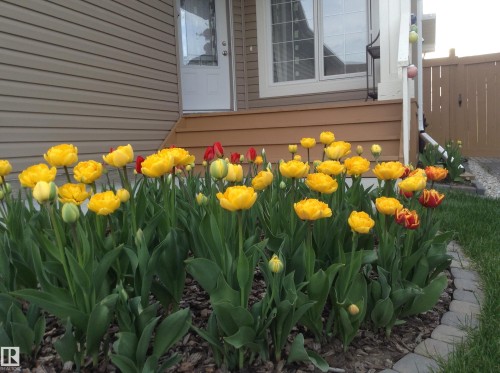 The property features a front entrance with a white door and windows, brown siding, and a garden bed with blooming yellow and red tulips, bordered by stone edging - 1330 114B Street, Edmonton, AB - Outdoor