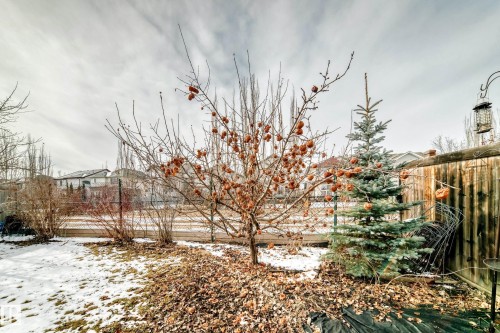 The property features a yard with a wooden fence, evergreen shrubbery, and other trees - 1330 114B Street, Edmonton, AB - Outdoor