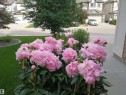 The property features a well-maintained lawn and vibrant pink flowers, adding to its curb appeal - 1330 114B Street, Edmonton, AB  - Outdoor 