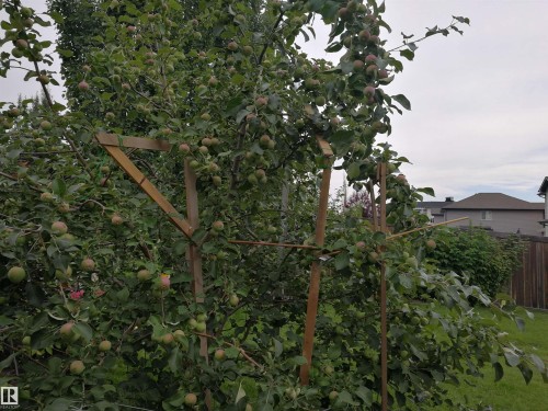 The property includes mature trees with visible fruit, supported by wooden stakes and trellises - 1330 114B Street, Edmonton, AB - Outdoor