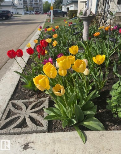 The property features a landscaped garden with a variety of colorful tulips - 7 85 Gervais Road, St. Albert, AB - Outdoor