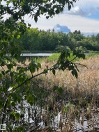 Natural wetland habitat featuring diverse aquatic vegetation and mature trees - 