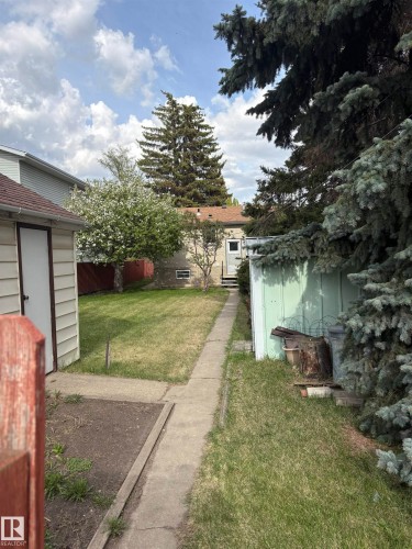 Expansive backyard featuring a concrete pathway, established lawn area, mature evergreen trees, a blossoming deciduous tree, and a storage shed - 10916 151 Street, Edmonton, AB - Outdoor