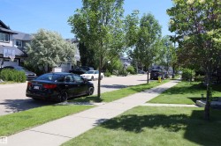 Residential street with paved sidewalks and mature trees - 