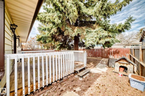 Backyard featuring a wooden deck with railing, a mature evergreen tree, and a partial privacy fence - 208 Willow Crescent, Wetaskiwin, AB - Outdoor With Deck Patio Veranda