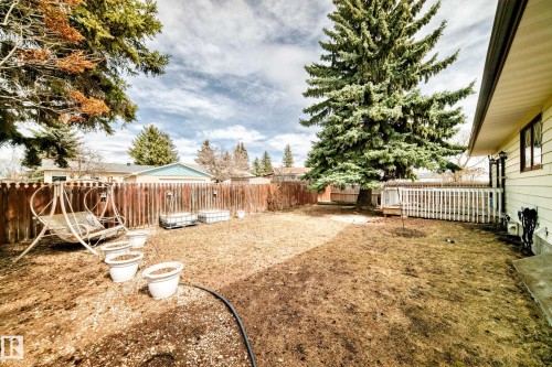 Fenced backyard featuring mature evergreen trees, a white picket fence bordering a concrete patio, and a side exterior of the home with light-colored siding and brown-framed windows - 208 Willow Crescent, Wetaskiwin, AB - Outdoor