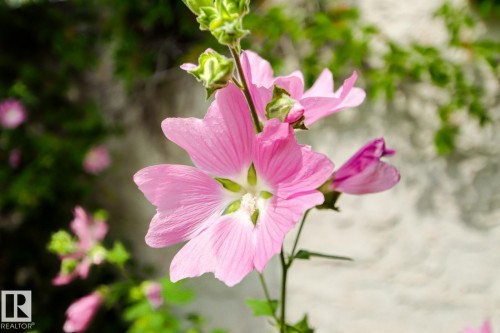 Image quality insufficient for description - 11707 29 Avenue Nw, Edmonton, AB - Outdoor