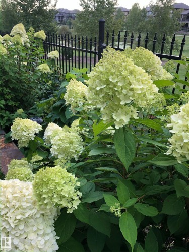 Lush landscaping featuring numerous hydrangea bushes in bloom, bordered by a black wrought iron fence - 3048 Watson Landing, Edmonton, AB - Outdoor