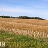 Expansive field with golden crops and a treeline in the distance, set under a clear blue sky - 