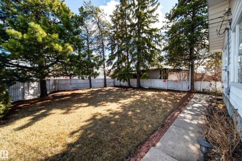 Expansive rear yard featuring mature evergreen trees, a white picket fence, and a concrete pathway - 10231 46 Street, Edmonton, AB - Outdoor