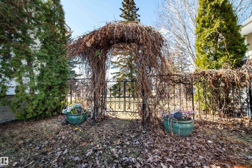 Decorative wrought iron gate featuring an arched trellis, flanked by mature evergreen trees - 10231 46 Street, Edmonton, AB - Outdoor