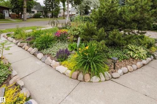 Landscaped garden bed featuring diverse plantings, natural stone edging, and a concrete pathway - 12026 104 Street, Edmonton, AB - Outdoor
