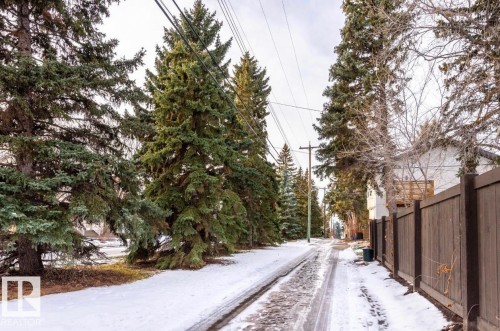 Snow-covered alleyway bordered by mature evergreen trees - 11681 72 Avenue, Edmonton, AB - Outdoor