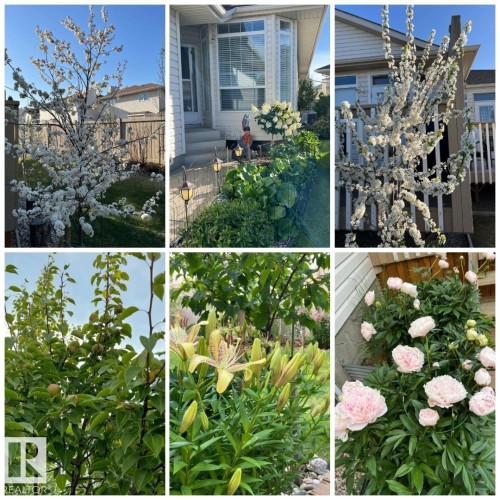 Property Exterior. Illustrating various plantings and exterior features of the property - 19 1659 Jamha Road, Edmonton, AB - Outdoor