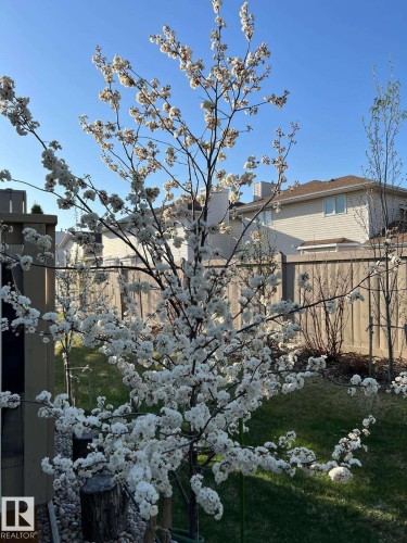 Flowering ornamental tree with white blossoms, set within a landscaped backyard featuring green lawn, a wood fence, and a gravel bed - 19 1659 Jamha Road, Edmonton, AB - Outdoor