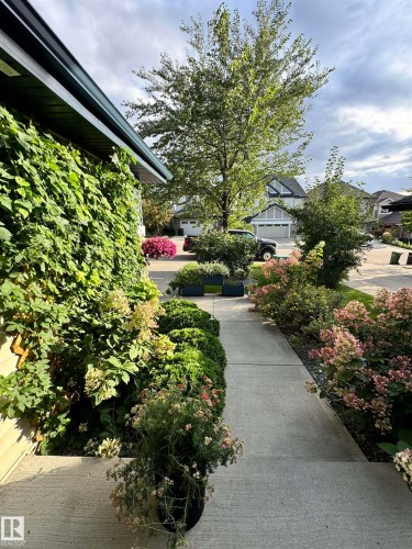 The property features a concrete walkway bordered by established plantings, including a wall covered in lush green foliage - 2018 Armitage Green, Edmonton, AB - Outdoor