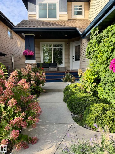 The property features a well-maintained front entrance with a concrete walkway, surrounded by established landscaping including flowering shrubs and green bushes - 2018 Armitage Green, Edmonton, AB - Outdoor