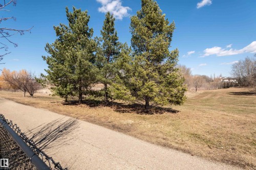 Paved pathway bordered by a black chain-link fence, a cluster of mature evergreen trees, and a grassy expanse - 121 Ellington Crescent, St. Albert, AB - Outdoor With View