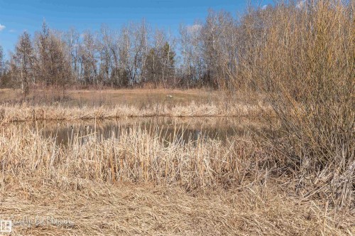 Natural water feature surrounded by established trees and tall grasses - 121 Ellington Crescent, St. Albert, AB - Outdoor With View