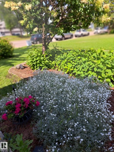 Landscaped garden bed featuring white flowering ground cover and a mature tree with blooming foliage - 1619 Knottwood Road N, Edmonton, AB - Outdoor