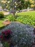 Landscaped garden bed featuring white flowering ground cover and a mature tree with blooming foliage - 1619 Knottwood Road N, Edmonton, AB  - Outdoor 
