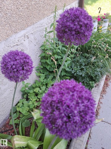 Landscaped garden bed featuring vibrant purple allium flowers - 1619 Knottwood Road N, Edmonton, AB - Outdoor