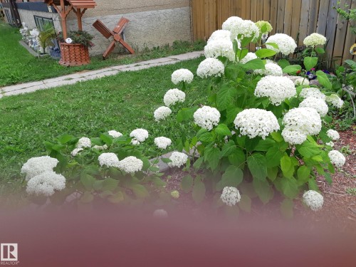 Lush garden bed featuring white blooming hydrangeas - 1619 Knottwood Road N, Edmonton, AB - Outdoor
