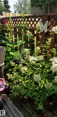 Wood deck with integrated planter boxes featuring established perennial shrubs, a decorative lattice privacy fence, and mature trees beyond - 1619 Knottwood Road N, Edmonton, AB - Outdoor