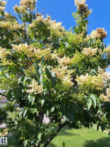 Flowering tree with light-colored blossoms and verdant foliage - 1619 Knottwood Road N, Edmonton, AB - Outdoor