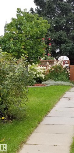 Manicured lawn with a concrete pathway and mature trees - 1619 Knottwood Road N, Edmonton, AB - Outdoor