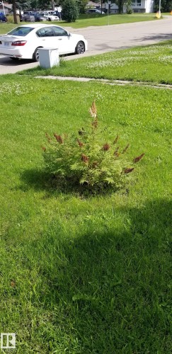 Manicured lawn featuring a central, established shrub with reddish-brown inflorescences - 1619 Knottwood Road N, Edmonton, AB - Outdoor
