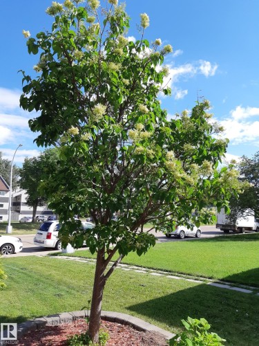 Flowering tree with green foliage, surrounded by a stone-edged mulch bed - 1619 Knottwood Road N, Edmonton, AB - Outdoor With View