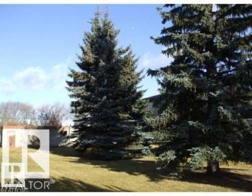 Mature evergreen trees on a grassy lot - 2 6920 101 Avenue Nw, Edmonton, AB - Outdoor