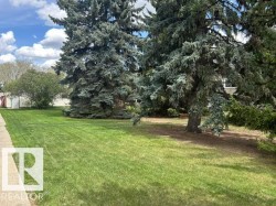 Spacious lawn area with mature evergreen trees and a paved walkway - 