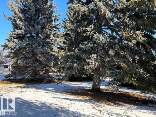 Mature evergreen trees with frosted branches - 2 6920 101 Avenue Nw, Edmonton, AB - Outdoor With View