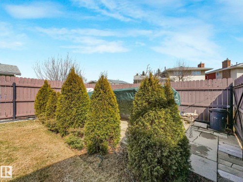 Expansive backyard with a wood privacy fence, a row of mature evergreen shrubs, a grassy area, and a stone patio - 1027 77 Street, Edmonton, AB - Outdoor