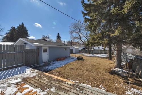 Spacious backyard featuring established evergreen trees and a detached structure with light blue siding, a dark roof, and a wooden fence - 4712 49 Street, Calmar, AB - Outdoor