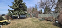 Expansive backyard featuring a large evergreen tree, established plantings, a wooden privacy fence, and a generous lawn area - 