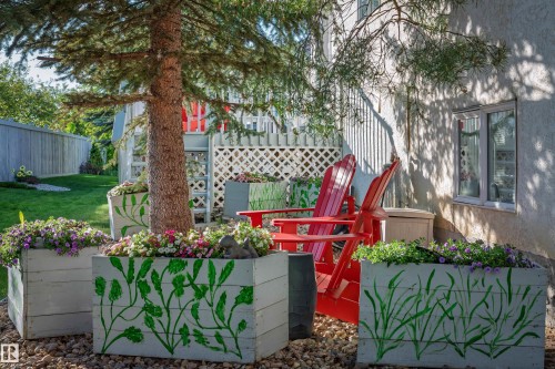 Expansive backyard featuring a manicured lawn, established perimeter fencing, and mature evergreen trees - 11686 15 Avenue, Edmonton, AB 