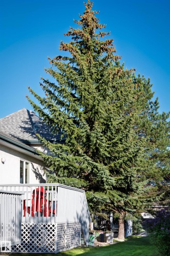 Spacious backyard featuring a substantial evergreen tree, a green lawn, and a deck with white railings and lattice skirting - 11686 15 Avenue, Edmonton, AB 