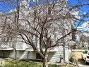 1248 48 Street, Edmonton, AB  - Outdoor 